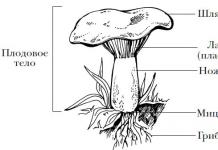 Шляпочные грибы. Классы грибов. Многообразие шляпочных грибов: особенности и описание Шляпочные грибы делятся